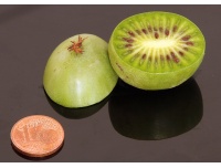 Kiwaï 'Maki' - Actinidia arguta - Haie champetre  - Pepiniere Alsace - Vegetal Local Nord Est - Bio - Jardin forêt comestible - fruitier - permaculture