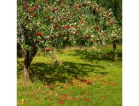 pepiniere_alsace_vegetal_local_bio_-_fruits