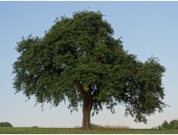 Poirier sauvage - Pyrus communis subsp. Pyraster  - Haie champetre  - Pepiniere Alsace - Vegetal Local Nord Est - Bio - Jardin forêt comestible - fruitier - permaculture
