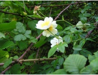Rosier des champs - Rosa arvensis - Haie champetre  - Pepiniere Alsace - Vegetal Local Nord Est - Bio - Jardin forêt comestible - fruitier - permaculture