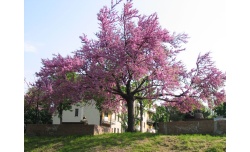 Arbre de Judée - Cercis siliquastrum - Pépinière Alsace Végétal Local Bio arbre-de-judee_Cercis_siliquastrum - Haie champetre  - Pepiniere Alsace - Vegetal Local Nord Est- Bio - Jardin forêt comestible - fruitier - permaculture