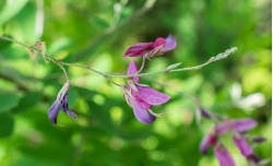 Asiminier - Asiminia triloba - Pépinière Alsace Végétal Local Bio - Fleurs Lespedeza bicolore - Lespedeza bicolor - Haie champetre  - Pepiniere Alsace - Vegetal Local Nord Est - Bio - Jardin forêt comestible - fruitier - permaculture
