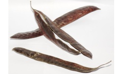 Févier d’Amérique - Gleditsia triacanthos - Pépinière Alsace Végétal Local Bio - Gousses Févier d’Amérique - Gleditsia triacanthos - Haie champetre  - Pepiniere Alsace - Vegetal Local Nord Est - Bio - Jardin forêt comestible - fruitier - permaculture