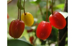 Goumi du Japon - Elaeagnus multiflora - Pépinière Alsace Végétal Local Bio - Fruits 2 Goumi du Japon - Elaeagnus multiflora - Haie champetre  - Pepiniere Alsace - Vegetal Local Nord Est - Bio - Jardin forêt comestible - fruitier - permaculture
