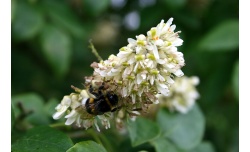 Maackie de l’Amour - Maackia amurensis - Pépinière Alsace Végétal Local Bio - Fleur Maackie de l’Amour - Maackia amurensis - Haie champetre  - Pepiniere Alsace - Vegetal Local Nord Est - Bio - Jardin forêt comestible - fruitier - permaculture