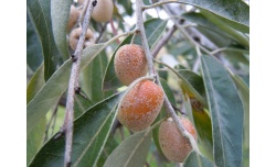 Olivier de Bohême - Elaeagnus angustifolia - Pépinière Alsace Végétal Local Bio - Fruits Olivier de Bohême - Elaeagnus angustifolia - Haie champetre  - Pepiniere Alsace - Vegetal Local Nord Est - Bio - Jardin forêt comestible - fruitier - permaculture