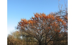 Argousier Hergo (femelle) - Hippophae rhamnoides - Pépinière Alsace Végétal Local Bio argousier-hergo-femelle-Hippophae-rhamnoides- Haie champetre  - Pepiniere Alsace - Vegetal Local Nord Est- Bio - Jardin forêt comestible - fruitier - permaculture