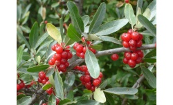 Shépherdie argentée - Shepherdia argentea - Pépinière Alsace Végétal Local Bio - Fruits Shépherdie argentée - Shepherdia argentea - Haie champetre  - Pepiniere Alsace - Vegetal Local Nord Est - Bio - Jardin forêt comestible - fruitier - permaculture