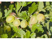Groseillier à maquereau 'Hinnonmaki vert' - Ribes uva-crispa  - Haie champetre  - Pepiniere Alsace - Vegetal Local Nord Est - Bio - Jardin forêt comestible - fruitier - permaculture