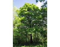 Alisier torminal - Sorbus torminalis- Haie champetre - Pepiniere Alsace - Vegetal Local Nord Est- Bio