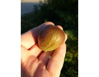 Figuier 'Türkiye' violette - Ficus carica - Haie champetre  - Pepiniere Alsace - Vegetal Local Nord Est - Bio - Jardin forêt comestible - fruitier - permaculture