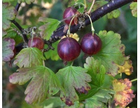 Groseillier à maquereau 'Rouge Freedonia' (sans épine) - Ribes uva-crispa  - Haie champetre  - Pepiniere Alsace - Vegetal Local Nord Est - Bio - Jardin forêt comestible - fruitier - permaculture