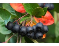 aronie_a_feuille_de_prunier_Viking_aronia_prunifolia_Viking_Haie champetre  - Pepiniere Alsace - Vegetal Local Nord Est- Bio - Jardin forêt comestible - fruitier - permaculture