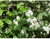 Aubépine à deux styles - Crataegus laevigata  - Haie champetre  - Pepiniere Alsace - Vegetal Local Nord Est - Bio - Jardin forêt comestible - fruitier - permaculture