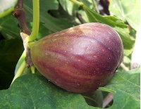 Figuier 'Italia' violette - Ficus carica - Haie champetre  - Pepiniere Alsace - Vegetal Local Nord Est - Bio - Jardin forêt comestible - fruitier - permaculture
