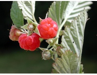 Framboisier 'September' - Rubus idaeus - Haie champetre  - Pepiniere Alsace - Vegetal Local Nord Est - Bio - Jardin forêt comestible - fruitier - permaculture