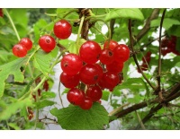 groseillier_a_grappes_rovada_-_ribes_rubrum_-_pepiniere_alsace_vegetal_local_bio_-_fruits