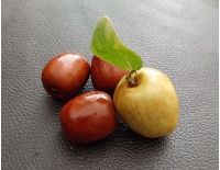 Jujubier commun - Ziziphus jujuba  - Haie champetre  - Pepiniere Alsace - Vegetal Local Nord Est - Bio - Jardin forêt comestible - fruitier - permaculture