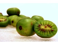 Kiwaï 'Geneva' - Actinidia arguta   - Haie champetre  - Pepiniere Alsace - Vegetal Local Nord Est - Bio - Jardin forêt comestible - fruitier - permaculture