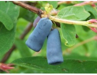 Chèvrefeuille comestible – Baie de mai ‘Blue velvet’ - Lonicera kamtchatika - Haie champetre  - Pepiniere Alsace - Vegetal Local Nord Est - Bio - Jardin forêt comestible - fruitier - permaculture