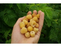 Framboisier 'Fall gold' - Rubus idaeus  - Haie champetre  - Pepiniere Alsace - Vegetal Local Nord Est - Bio - Jardin forêt comestible - fruitier - permaculture