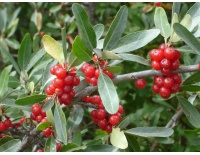 Shépherdie argentée - Shepherdia argentea - Haie champetre  - Pepiniere Alsace - Vegetal Local Nord Est - Bio - Jardin forêt comestible - fruitier - permaculture