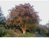 Sorbier des oiseleurs - Sorbus aucuparia - Haie champetre  - Pepiniere Alsace - Vegetal Local Nord Est - Bio - Jardin forêt comestible - fruitier - permaculture