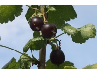Caseille ‘Anita’ - Ribes nigrum x divaricatum x uva-crispa - Haie champetre  - Pepiniere Alsace - Vegetal Local Nord Est - Bio - Jardin forêt comestible - fruitier - permaculture