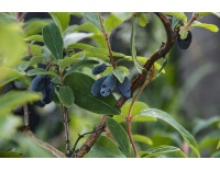 Chèvrefeuille comestible – Baie de mai ‘Kamtchatika’ - Lonicera kamtchatika - Haie champetre  - Pepiniere Alsace - Vegetal Local Nord Est - Bio - Jardin forêt comestible - fruitier - permaculture