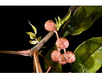 Poivre Sanshō - Zanthoxylum piperitum - Haie champetre  - Pepiniere Alsace - Vegetal Local Nord Est - Bio - Jardin forêt comestible - fruitier - permaculture