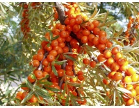 Argousier-tres_peu-d-epines_femelle-hippophae-rhamnoides- Haie champetre  - Pepiniere Alsace - Vegetal Local Nord Est- Bio - Jardin forêt comestible - fruitier - permaculture