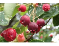 Amelanchier_du_Canada - Haie champetre  - Pepiniere Alsace - Vegetal Local Nord Est- Bio - Jardin forêt comestible - fruitier - permaculture