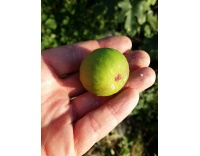 Figuier 'Türkiye' verte - Ficus carica - Haie champetre  - Pepiniere Alsace - Vegetal Local Nord Est - Bio - Jardin forêt comestible - fruitier - permaculture