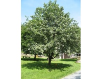 Alisier blanc - Sorbus aria - Haie champetre  - Pepiniere Alsace - Vegetal Local Nord Est - Bio - Jardin forêt comestible - fruitier - permaculture