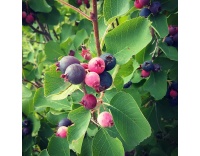 Amelanchier_a_grande_fleur__Prince_William - Amelanchier grandiflora - aie champetre - Pepiniere Alsace - Vegetal Local Nord Est- Bio