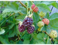 Mûroisier – Ronce hybride mûre-framboise - Rubus Hybris 'Loganberry' - Haie champetre  - Pepiniere Alsace - Vegetal Local Nord Est - Bio - Jardin forêt comestible - fruitier - permaculture
