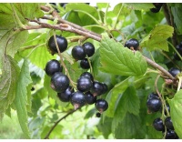 Cassissier ‘Noir de Bourgogne’ - Ribes nigrum - Haie champetre  - Pepiniere Alsace - Vegetal Local Nord Est - Bio - Jardin forêt comestible - fruitier - permaculture