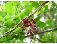 Vigne chocolat - Akébie pentaphylla - Akebia x pentaphylla - Haie champetre  - Pepiniere Alsace - Vegetal Local Nord Est - Bio - Jardin forêt comestible - fruitier - permaculture