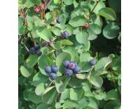 Amelanchier a feuilles d Aulne - Amelanchier alnifolia - Haie champetre  - Pepiniere Alsace - Vegetal Local Nord Est- Bio - Jardin forêt comestible - fruitier - permaculture