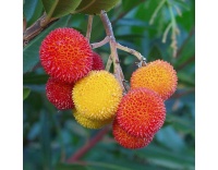 Arbousier_Arbre_aux_fraises_Atlantica_Arbutus_Unedo_Haie champetre  - Pepiniere Alsace - Vegetal Local Nord Est- Bio - Jardin forêt comestible - fruitier - permaculture