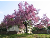 arbre-de-judee_Cercis_siliquastrum - Haie champetre  - Pepiniere Alsace - Vegetal Local Nord Est- Bio - Jardin forêt comestible - fruitier - permaculture