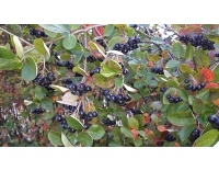 aronie_a_feuille_de_prunier_aronia_prunifolia_Haie champetre  - Pepiniere Alsace - Vegetal Local Nord Est- Bio - Jardin forêt comestible - fruitier - permaculture