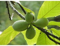Asiminier greffé Prima 1216 - Asiminia triloba ‘Prima 1216’ - Haie champetre  - Pepiniere Alsace - Vegetal Local Nord Est - Bio - Jardin forêt comestible - fruitier - permaculture