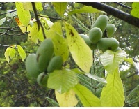 Asiminier - Asiminia triloba - Haie champetre  - Pepiniere Alsace - Vegetal Local Nord Est - Bio - Jardin forêt comestible - fruitier - permaculture