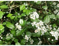 Aubépine à deux styles - Crataegus laevigata  - Haie champetre  - Pepiniere Alsace - Vegetal Local Nord Est - Bio - Jardin forêt comestible - fruitier - permaculture