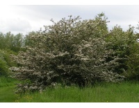 Aubépine monogyne - Crataegus monogyna  - Haie champetre  - Pepiniere Alsace - Vegetal Local Nord Est - Bio - Jardin forêt comestible - fruitier - permaculture