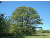 Aulne glutineux - Alnus glutinosa  - Haie champetre  - Pepiniere Alsace - Vegetal Local Nord Est - Bio - Jardin forêt comestible - fruitier - permaculture
