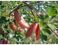 Baguenaudier - Colutea arborescens - Haie champetre  - Pepiniere Alsace - Vegetal Local Nord Est - Bio - Jardin forêt comestible - fruitier - permaculture