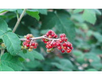 Sumac aromatique 'Grow low' – Vinaigrier couvre-sol - Rhus aromatica 'Grow low' - Haie champetre  - Pepiniere Alsace - Vegetal Local Nord Est - Bio - Jardin forêt comestible - fruitier - permaculture
