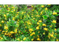 Épine-vinette à feuilles de Buis - Vinettier nain - Berberis buxifolia ‘Nana’  - Haie champetre  - Pepiniere Alsace - Vegetal Local Nord Est - Bio - Jardin forêt comestible - fruitier - permaculture